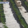 횡성 우박 피해 속출…지름 2cm 우박 쏟아져 농작물 피해 잇달아