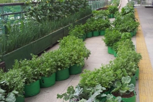 싱싱한 토마토 땄습니다, 구청 옥상에서