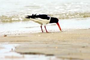 변산반도에 검은머리물떼새 번식