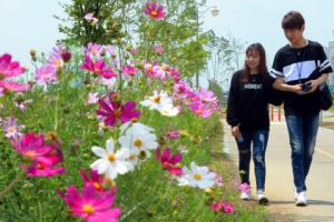 코스모스가 예뻐 내가 예뻐?