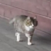 음악에 맞춰 행진하듯 걷는 고양이 화제