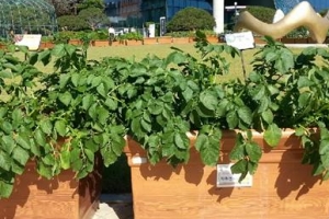 꼬마농부 땀방울 ‘송골송골’ 상자텃밭 토마토 ‘주렁주렁’