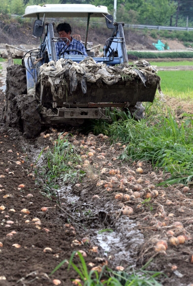 양파값 폭락… 성난 농심