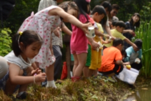 보호 동물 북방산개구리 방사