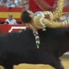 폼 잡는 유명 투우사 공중에 날려버리는 황소 포착