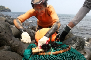 제철 맞은 성게