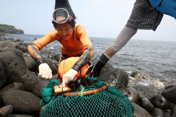 제철 맞은 성게