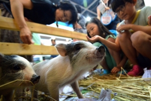 “여름휴가 페스티벌 놀러왔어요 꿀꿀~”