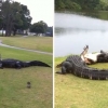 골프장 그린에서 혈투 벌이는 거대 악어들 포착