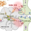 기억장애 원인 ‘가바’ 물질, 국내 연구진 세계 최초 발견…알츠하이머·치매 치료 가능성 열렸다