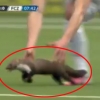 경기장 난입한 담비 잡던 축구선수 부상