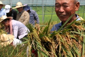 여주서 올해 첫 벼 수확… 활짝 웃는 농심