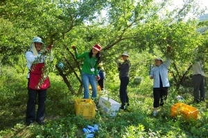 [사투리 뉴스] “삭신에 좋은 매실…탯자리답게 허천나개 많아”