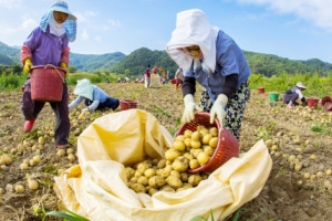 감자 수확의 계절