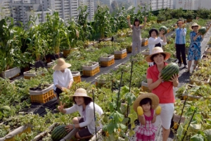 노원구 도심 속 작은 텃밭