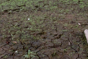 가뭄에 바닥 갈라진 저수지