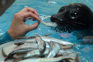 보양식 챙겨먹는 물범