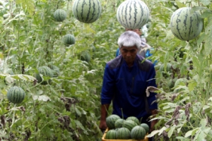 “사과야? 수박이야?” 애플수박 주렁주렁~