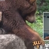 동물농장 김상중, 짝을 못 찾은 수컷 곰의 심정으로..폭소