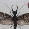 성인 얼굴 크기의 ‘괴물 뱀잠자리’ 발견