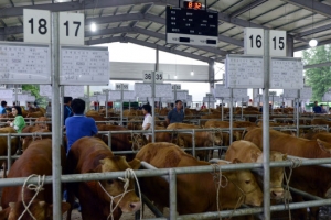 진화하는 가축시장… 이젠 소도 전자경매로