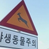 야생동물의 무덤이 된 ‘위험천만’ 고속도로