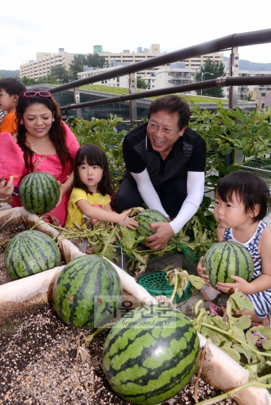 “금천구청에서 재배한 수박입니다”
