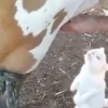 젖소 밑으로 들어가 우유 받아먹는 고양이