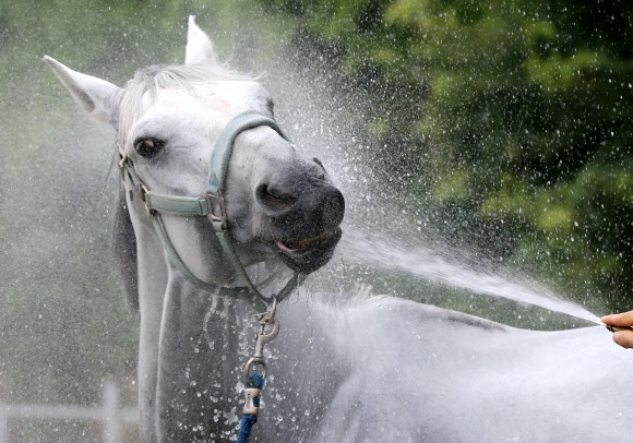 낮 최고기온이 33도까지 오른 6일 오후 대구 달서구 송현동에 있는 한 승마장에서 마필관리사가 말에게 물을 뿌려주고 있다.  연합뉴스