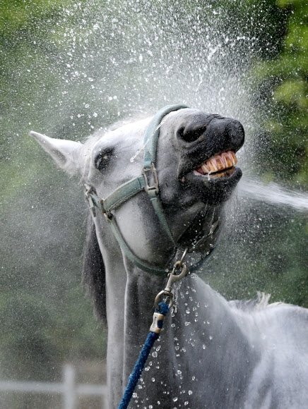 낮 최고기온이 33도까지 오른 6일 오후 대구 달서구 송현동에 있는 한 승마장에서 마필관리사가 말에게 물을 뿌려주고 있다.  연합뉴스