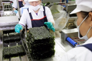 보령은 벌써 한가위… ‘김’ 생산 활기