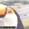 교통 CCTV 앞에서 장난치는 큰부리새