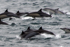 울산 바다 놀러온 낫돌고래