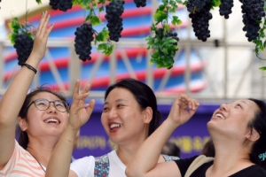 탐스러운 포도송이… 오늘은 포도데이