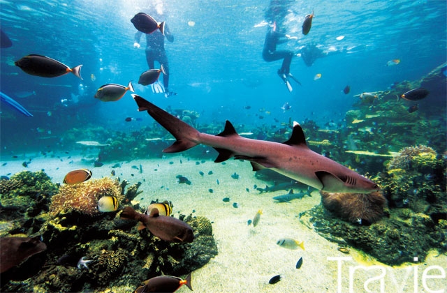 씨월드의 샤크베이Shark Bay 수족관에서는 상어를 비롯해 바다거북, 가오리, 복어 등 다양한 해양생물들이 한데 어우러져 있는 모습을 볼 수 있다