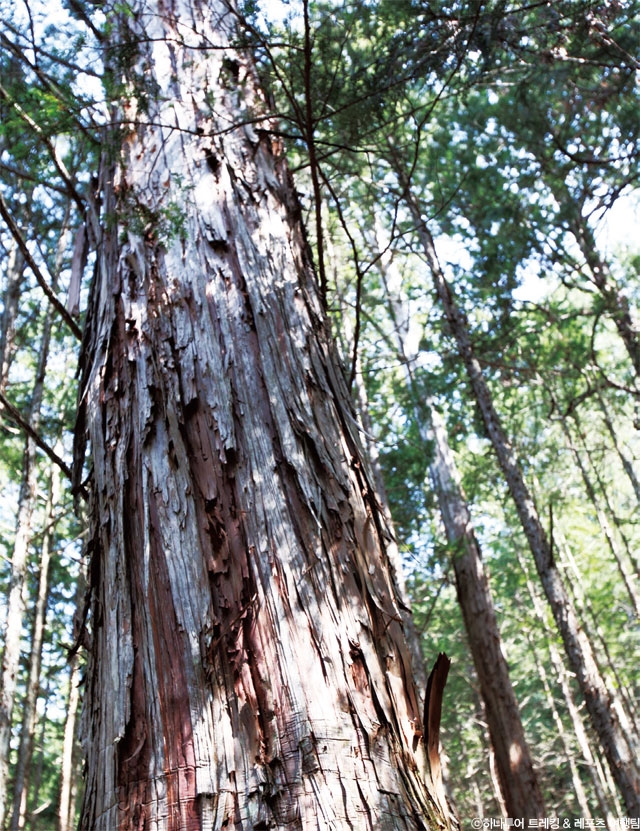 아카사와 휴양림에는 수백년 이상 된 편백나무가 많다