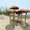 바닷가 백사장에서 자라는 버섯 국내 첫 발견