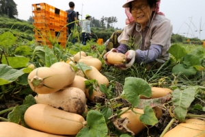 고소한 듯 달달한 제주 땅콩단호박