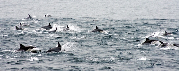울산시 남구는 고래바다여행선이 13일 울산 앞바다에서 참돌고래떼와 만났다고 밝혔다.   울산시 남구 제공