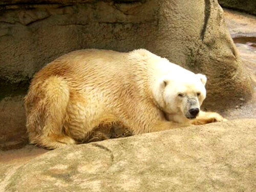 남아공 요하네스버그 동물원의 ‘왕’이라는 이름의 북극곰 