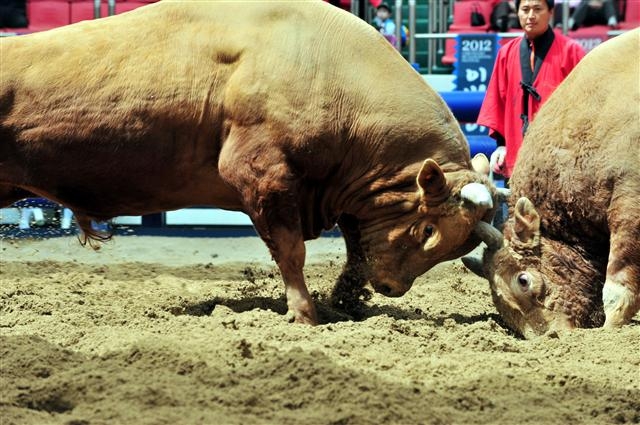 경북 청도 소싸움경기장에서 황소들이 힘을 겨루고 있다. 서울신문 포토라이브러리