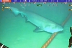 상어공격때문에 인터넷을 사용하지 못한다고?