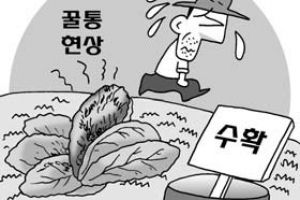 수확철 썩는 배추에 농민들 울상