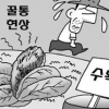 수확철 썩는 배추에 농민들 울상