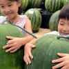 [포토] “나보다 무거운 무등산 꿀수박!”…보통 수박의 3배 크기에 20kg ‘화제’