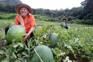 아따~크다! 무등산수박
