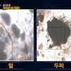 인육캡슐 우편·휴대 밀반입 6만정 “털·두피 성분 그대로 노출” 도대체 무슨 효과 있길래 복용?
