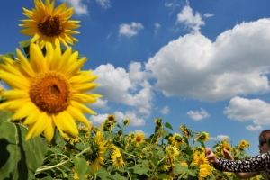 해바라기도 가을 하늘에 반했나봐요