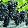 [농촌진흥청과 함께하는 식품보감] (10) 포도
