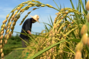 파란 하늘 아래 노란 벼… 가을색 깃든 들녘